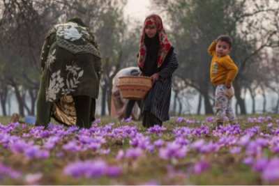 عکسهای جالب,عکسهای جذاب,برداشت زعفران در کشمیر