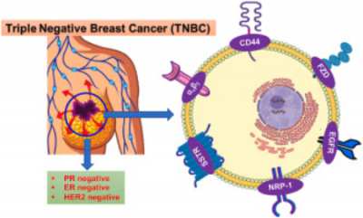 سرطان سینه سه گانه منفی, سرطان سینه تهاجمی