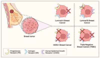 سرطان سینه سه گانه منفی, سرطان سینه تهاجمی