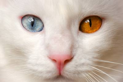 خانه گربه های وان ترکیه: زیبایی و تاریخچه نژاد